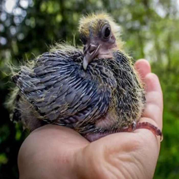 Taubenkueken erkennen – ca. eine Woche alt